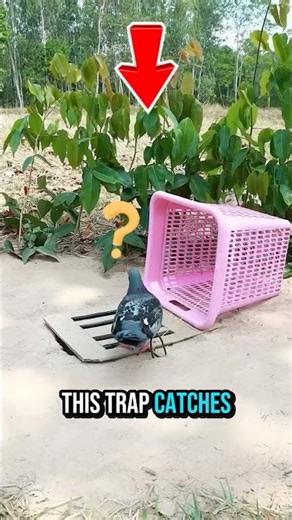 This Trap Catches Birds Two Different Ways #bird