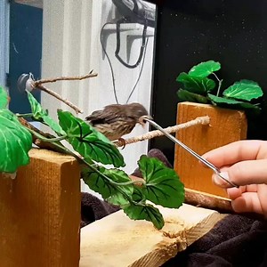 Baby season is upon us! Meet Juno, a Dark-eyed Junco found here in Sitka, Alaska, after falling out of an nest that could not be located. Juno will stay here at our Center until her flight feathers have fully grown in. The Dark-eyed Junco is one of the most common birds in North America and can be found across the continent, from Alaska to Mexico, from California to New York. | Alaska Raptor Center