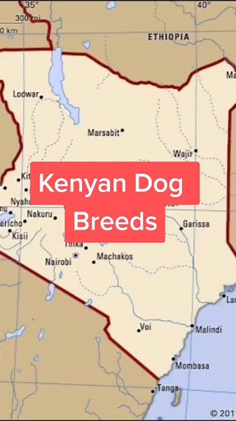 Exploring Canine Diversity in Kenya: A Mini Documentary