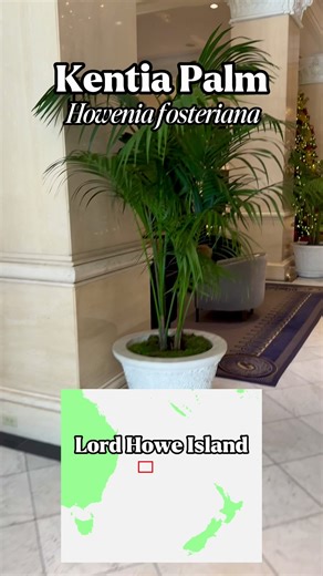 Kentia Palm Care Tips for Indoor Spaces