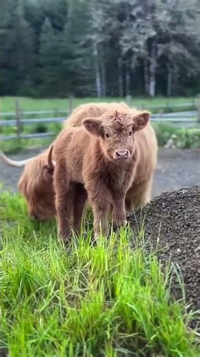 The Happy Little Lamb 😊🐐❤️🎶#Trending #Shorts #ismailinspires #ForYou #FYP #FYPシ #ViralShorts #Now