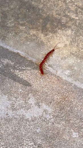 Overkilling a centipede with Android concentrate