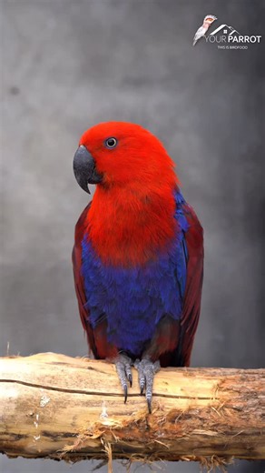 Franz Dahlheim on Instagram‎: "Eclectus Parrots – What Science & Nature Tell Us 🦜🌿 🔴Not seed eaters by nature Eclectus parrots eat very few seeds in the wild. They are mainly fruit, berry & vegetable eaters with a long, sensitive digestive tract. ➜ A seed-based diet overloads their system. ➜ YOUR PARROT Vital Pellets are fruit-rich and designed to match their natural biology. www.your-parrot.com 🔴No artificial colours – ever Eclectus parrots cannot properly digest synthetic colourants. ➜ Oft