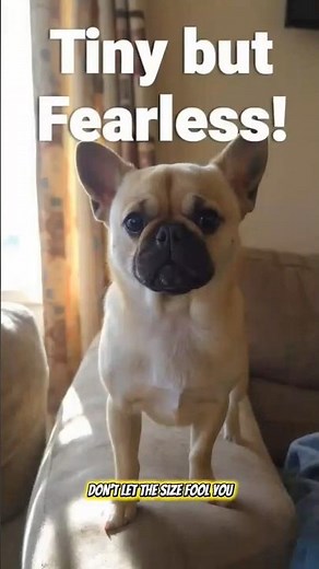 TINY BUT FEARLESS #Chug #DogMix #CuteDogs