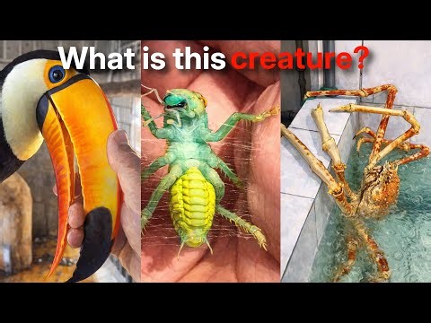 8 minutes of the strangest creatures on earth