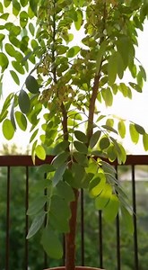 La méthode des jardiniers pour réussir un pistachier à la maison | Santé et Bon marché