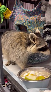 4.6K views · 289 reactions | Wild Soulsteam has been calling this...