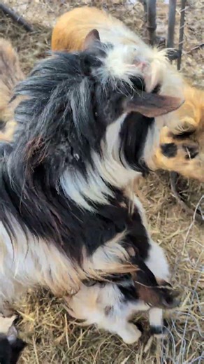 Bucks excited about doe jumping into those pen. #shorts #goats