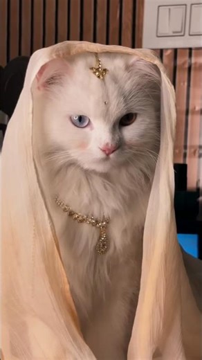 cutest Bride 🥰😍 #cutecat #bride #shortsfeed