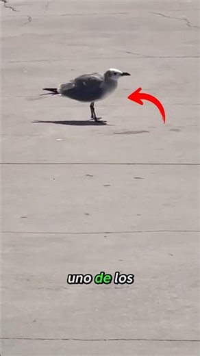 ¡Gaviotas Bailando Cazan Gusanos! 🕊️💃