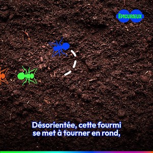 Minuscules… Mais pas insignifiantes ! Les fourmis ont de nombreux pouvoirs et secrets à nous révéler 🔎🐜 | Jamy Gourmaud