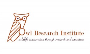 Great Gray Owl I Owl Research Institute