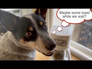 A Dog Making Coffee? - Now that's Amazing!