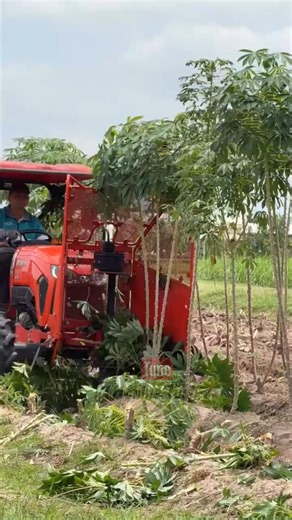 Cassava Harvesting Machine Cutting Through Crops Fast