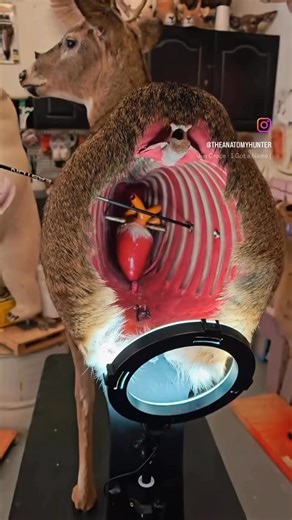 The Anatomy Hunter on Instagram: "Internal reproduction from actual deer skeleton#bowhunting #archery #hunting #anatomy #shotplacement"