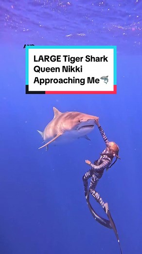 Professional Shark Diving: Guiding Tiger Shark Queen Nikki Safely