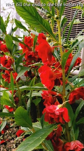 Little Red Wonders 🌿 | Nature’s Simple Charm #nature #shortvideo