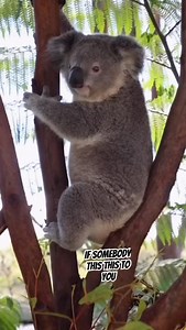 Koala 🐨 Reminder: Girls, don't break hearts today. We only have one! 🍀🐨💚 #koala #valentines #cute #heart #wildlife | The Koala club