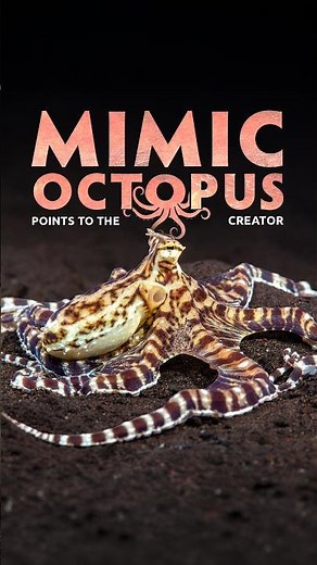 Octopus Points to the Creator