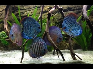 55g Discus Tank