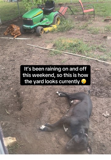 Happy Sunday Reset: Yard Cleaning and Deck Refresh