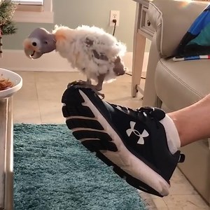 8.1M views · 107K reactions | Guy who didn’t like birds is best friends with one now — and they share snacks every night before bed  | Soulmates | Facebook