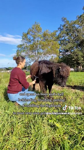 Highland Cow Experience in New South Wales