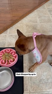 73K views · 10K reactions | There’s no better feeling than seeing your dog at their best. Our healthy food can help get them there. Get 50% off today | The Farmer's Dog | Facebook