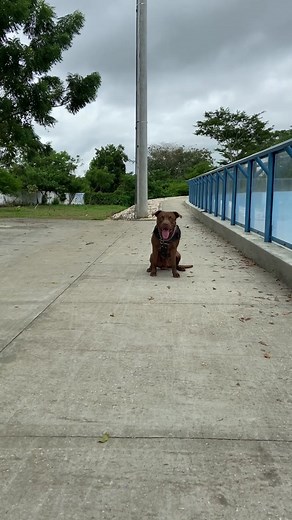 Dog's Fun Rollerblading Adventure