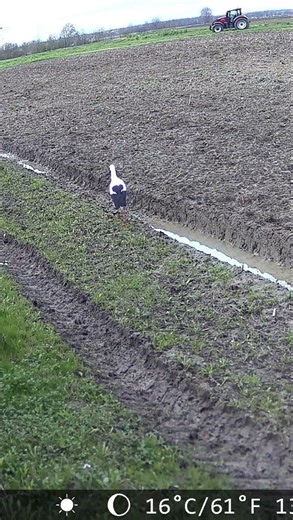 Test vidéo caméra chasse Campark TC37 #birds #trailcam #nature #campark