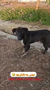 کسی که به حیوان گرسنه ای غذا می دهد روح و روان خود را جلا می‌دهد ❤️ | حمایت از حیوانات ارومیه