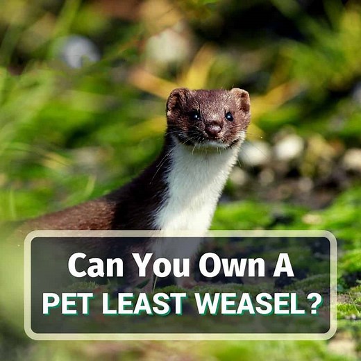 7 Reasons Agains Least Weasels As Pets - Koalapets