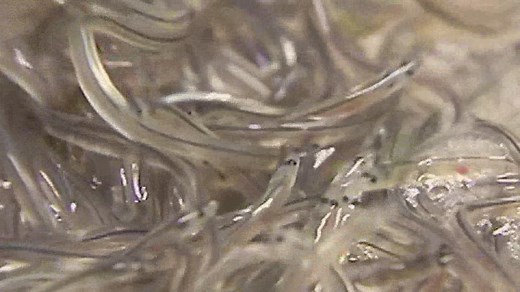 Baby eels rocketed back up in value this year
