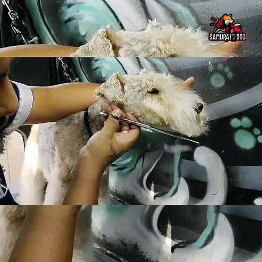 Somos la mejor opción ,somos Samurai Dog 👑 ¡haz tu cita!🐶 vamos a domicilio en la mayor parte de Edo.Mex y CDMX🚚 WhatsApp: https://wa.me/5215582270994 #perros #doggroomerlife #esteticacanina #antesydespues #doggrooming #dog #dogs