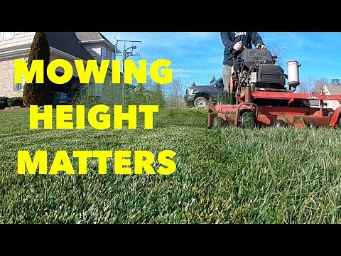 The right mowing height for your grass | DIY Lawn Care