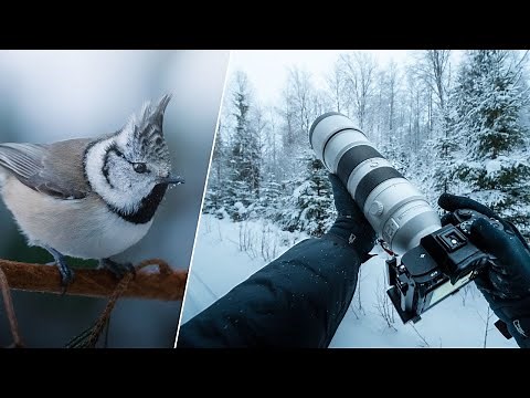 POV Nature Photography - Winter Birds & Wildlife