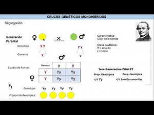 BIO 252 10 PRÁCTICA NO 7 UASD PROF AIDÉ CORNIELLE