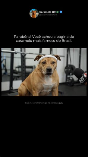 Caramelo BR 🇧🇷 on Instagram: "Caramelo treina pesado a semana toda! 🐕💪🏋️‍♂️ #veo3 #caramelo #treino #nopainnogain"