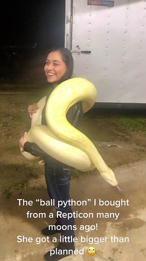 Giant Ball Python Exotic Pet - Unexpected Growth