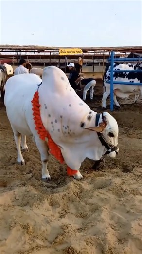 Eid ul Adha Animal 2026 | Cow Tiktok | Cow Lover | Qurbani Eid Janwar | whatsapp status | #Shorts