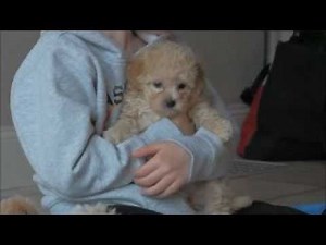 Rolling Meadows Poochon Puppies
