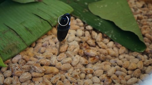 チョコレート(カカオ)は発酵食品！その目的と進化に迫る！ | ショコラナビ