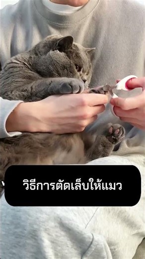 How to trim a cat's nails.