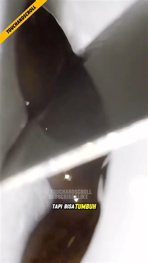 TUBUHNYA TERPOTONG, JUMLAHNYA MALAH BERTAMBAH!! PLANARIA. #faktaunik #facts #animals #animallife