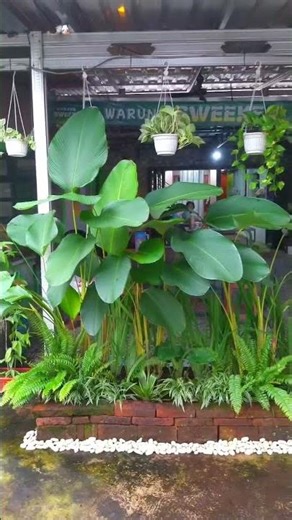 Perawatan Calate Lutea /pisang2an untuk dekor warung makan.. 🌿🌳☕#plants #tanamahias #trendingshorts