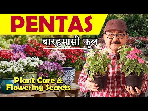 Pentas Plant Care | Common Mistakes, Best Tips & Year-Round Flowering Guide #floweringplants