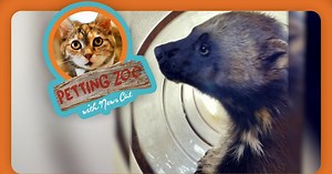 NewsDepth:Petting Zoo: Rare Wolverine Captured Season 52 Episode 24