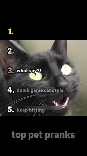 Funny moments of crazy cats playing
