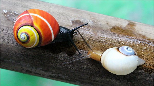 British scientists join Cuban effort to save 'world's most beautiful snails'