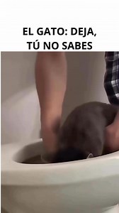 14K views · 216 reactions | Hay de Gatos a Gatos... la Angora también tiene sus niveles 浪浪浪浪 Disfruta hasta el final ¿Tú tienes gato? #cat #catlover #meow #topcat #risas #funny #enjoy | BC Noticias | Facebook